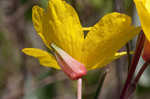 Narrowleaf evening-primrose